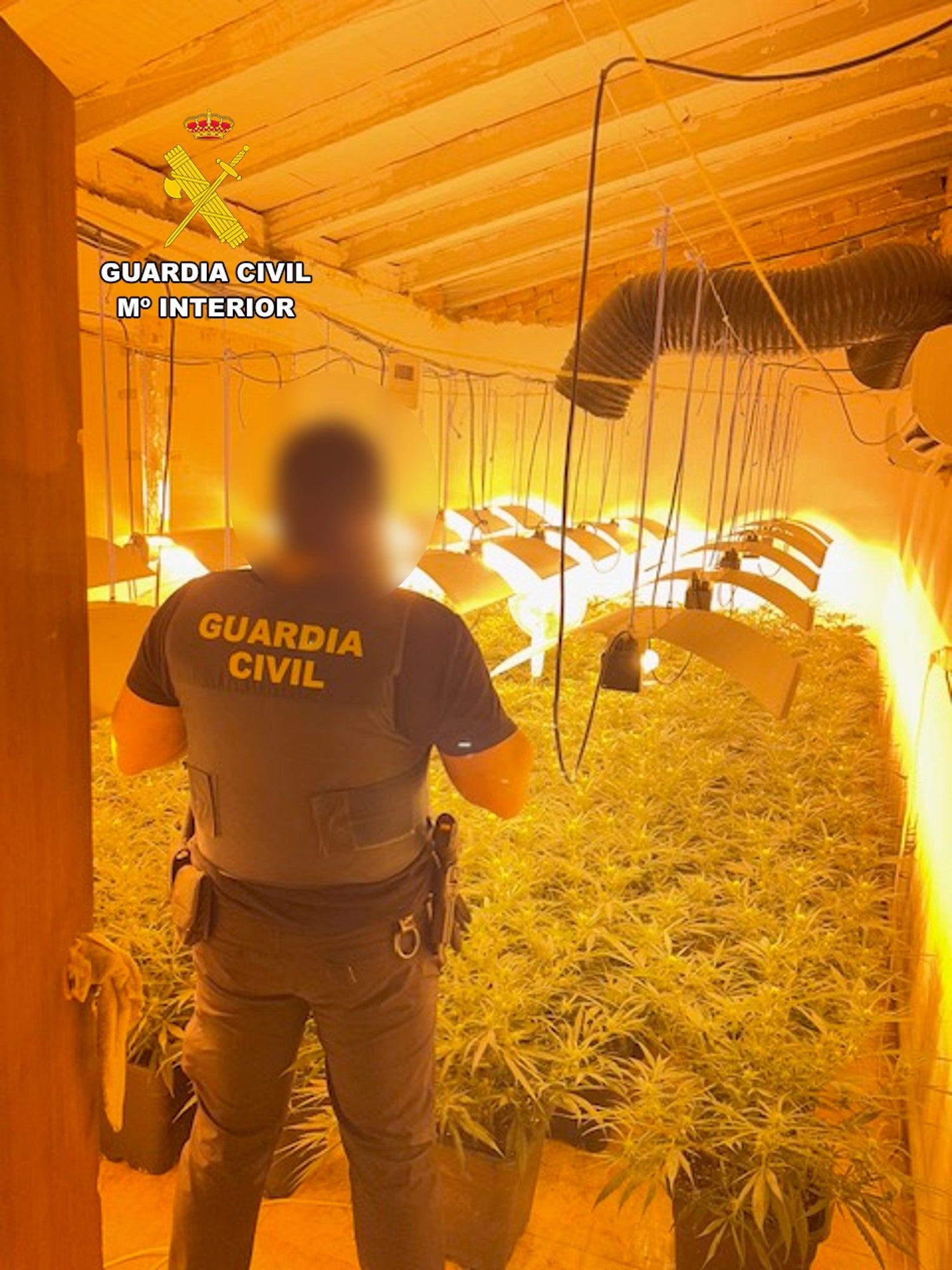 La Guardia Civil detiene en Villena a una pareja que tenía un cultivo de marihuana en una vivienda del centro de la ciudad La Guardia Civil detiene en Villena a una pareja que tenía un cultivo de marihuana en una vivienda del centro de la ciudad