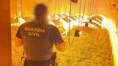 Agente de la Guardia Civil en la plantación de marihuana desmantalada en Villena. Agente de la Guardia Civil en la plantación de marihuana desmantalada en Villena.