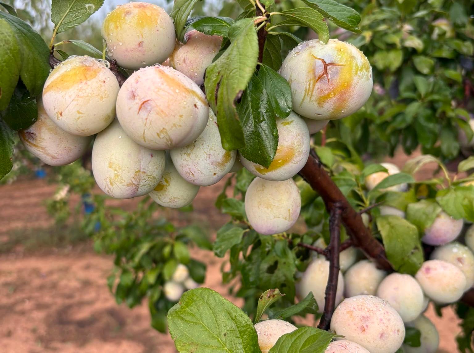 Más de 10.000 hectáreas de cultivo afectadas por los últimos temporales Más de 10.000 hectáreas de cultivo afectadas por los últimos temporales
