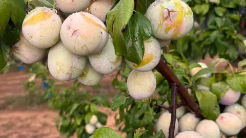 Más de 10.000 hectáreas de cultivo afectadas por los últimos temporales Más de 10.000 hectáreas de cultivo afectadas por los últimos temporales