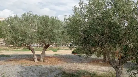 Villajoyosa invita de nuevo a los vecinos a recoger las aceitunas de los espacios públicos de la localidad Villajoyosa invita de nuevo a los vecinos a recoger las aceitunas de los espacios públicos de la localidad