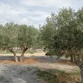 Villajoyosa invita de nuevo a los vecinos a recoger las aceitunas de los espacios públicos de la localidad Villajoyosa invita de nuevo a los vecinos a recoger las aceitunas de los espacios públicos de la localidad