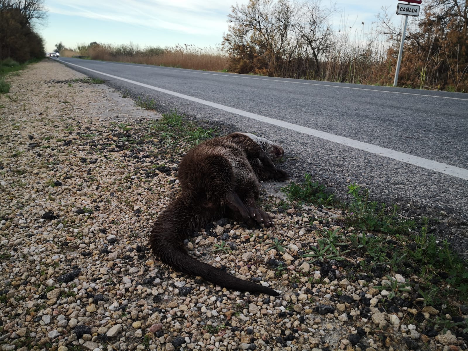 AHSA pide reducir la velocidad de circulación en la carretera Elche-Dolores en el entorno de El Hondo AHSA pide reducir la velocidad de circulación en la carretera Elche-Dolores en el entorno de El Hondo