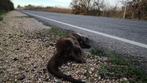 Un ejemplar de nutria sin vida tras ser atropellada en la carrerera Elche-Dolores. Un ejemplar de nutria sin vida tras ser atropellada en la carrerera Elche-Dolores.