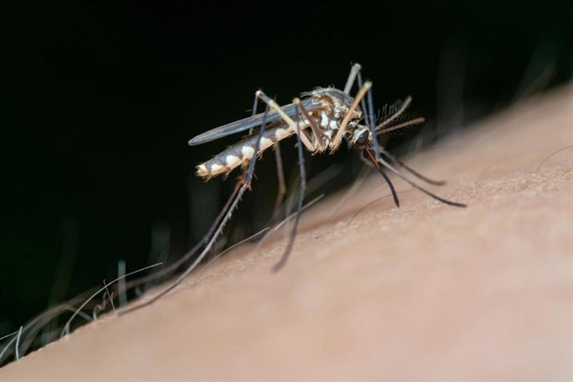 Canarias confirma por primera vez el virus del Nilo Occidental en tres caballos de Gran Canaria Canarias confirma por primera vez el virus del Nilo Occidental en tres caballos de Gran Canaria