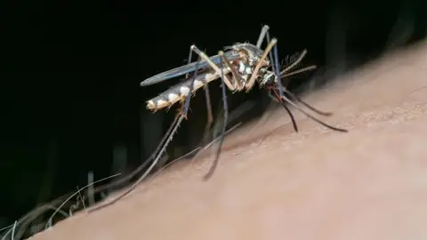 Canarias confirma por primera vez el virus del Nilo Occidental en tres caballos de Gran Canaria Virus de Nilo Occidental