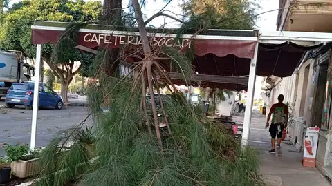 Árbol caído en una cafetería de Maó Árbol caído en una cafetería de Maó