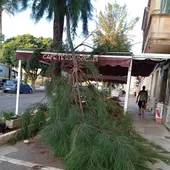 Árbol caído en una cafetería de Maó Árbol caído en una cafetería de Maó