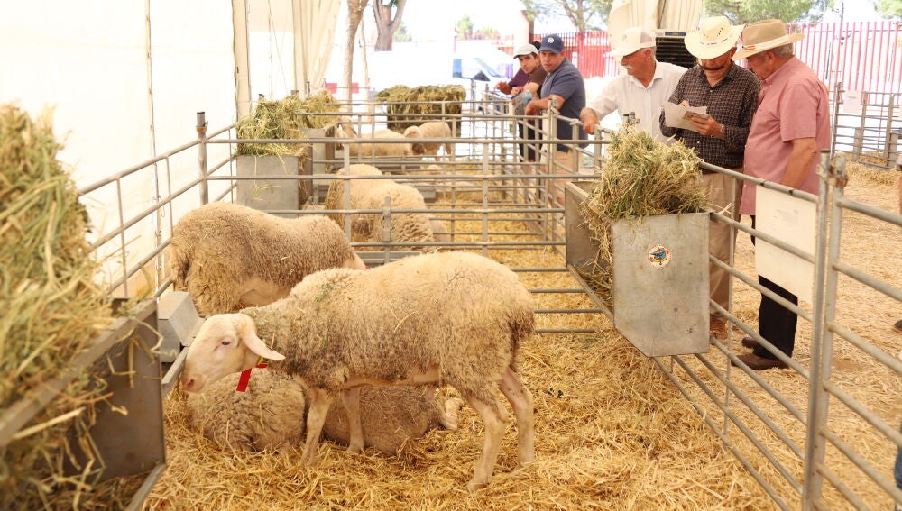 129ª Subasta sementales ovino manchego (Manzanares)