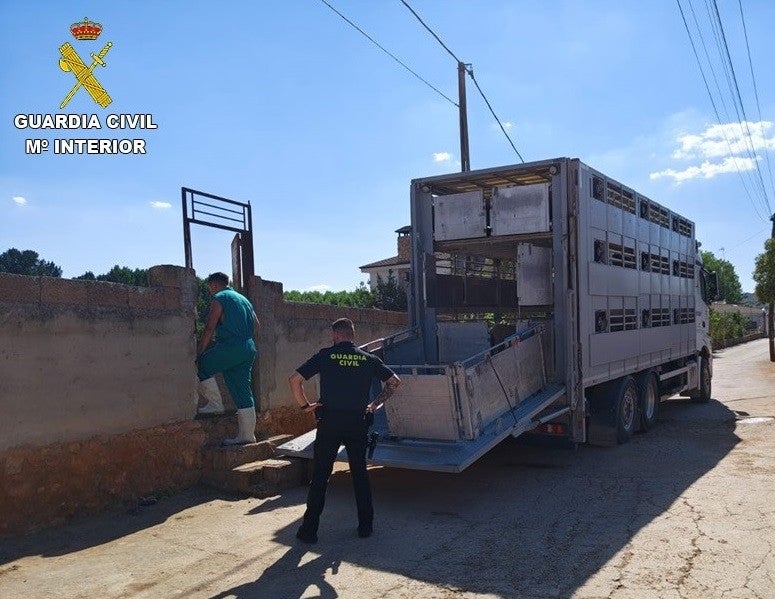 SEPRONA inmoviliza 28 cabezas de ganado ovino en Ruidera por incumplir la normativa de sanidad animal SEPRONA inmoviliza 28 cabezas de ganado ovino en Ruidera por incumplir la normativa de sanidad animal