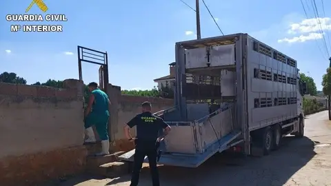 Camión con el ganado Camión con el ganado