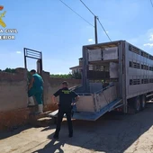 Camión con el ganado Camión con el ganado