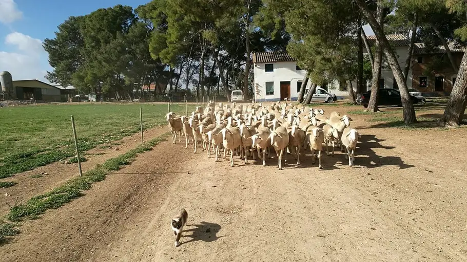 Finca Agropecuaria Virgen de Lourdes (Valdepeñas) Finca Agropecuaria Virgen de Lourdes (Valdepeñas)