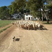 Finca Agropecuaria Virgen de Lourdes (Valdepeñas)