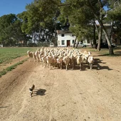 Finca Agropecuaria Virgen de Lourdes (Valdepeñas) Finca Agropecuaria Virgen de Lourdes (Valdepeñas)