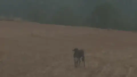 Nuevo episodio de la vaquilla de Minglanilla Nuevo episodio de la vaquilla de Minglanilla