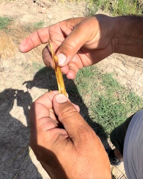 AVA-ASAJA constata pérdidas de hasta el 34% por el ‘cucat’ en los arrozales de la Albufera AVA-ASAJA constata pérdidas de hasta el 34% por el ‘cucat’ en los arrozales de la Albufera