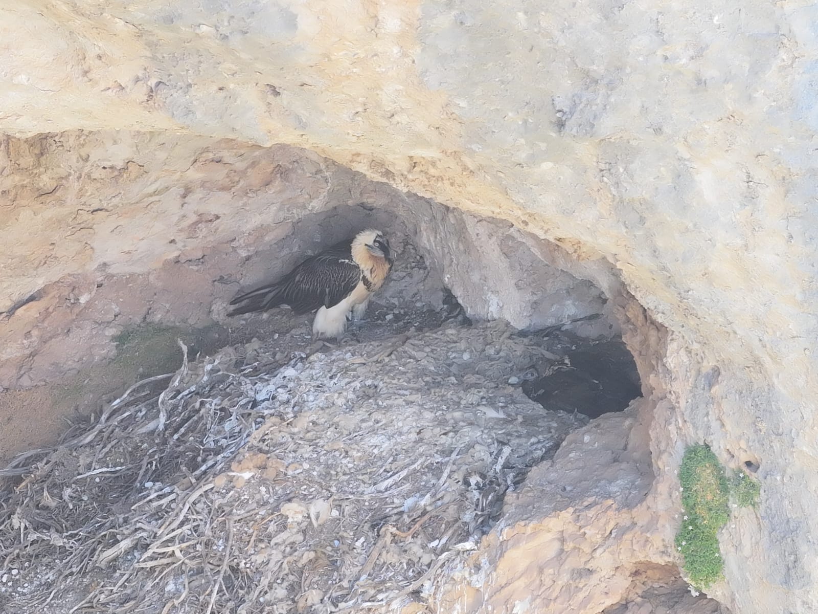 Nace un quebrantahuesos en la Sierra del Segura, tras más de 50 años sin reproducciones de esta especie en la provincia Nace un quebrantahuesos en la Sierra del Segura, tras más de 50 años sin reproducciones de esta especie en la provincia