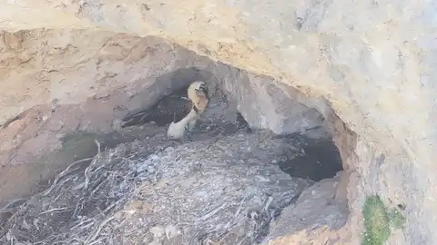 Nace un quebrantahuesos en la Sierra del Segura, tras más de 50 años sin reproducciones de esta especie en la provincia Nace un quebrantahuesos en la Sierra del Segura, tras más de 50 años sin reproducciones de esta especie en la provincia
