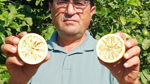 El calor seca 60.000 toneladas de limón y dejará pérdidas de 36 millones de euros en cultivos de la provincia El calor seca 60.000 toneladas de limón y dejará pérdidas de 36 millones de euros en cultivos de la provincia