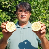 El calor seca 60.000 toneladas de limón y dejará pérdidas de 36 millones de euros en cultivos de la provincia El calor seca 60.000 toneladas de limón y dejará pérdidas de 36 millones de euros en cultivos de la provincia
