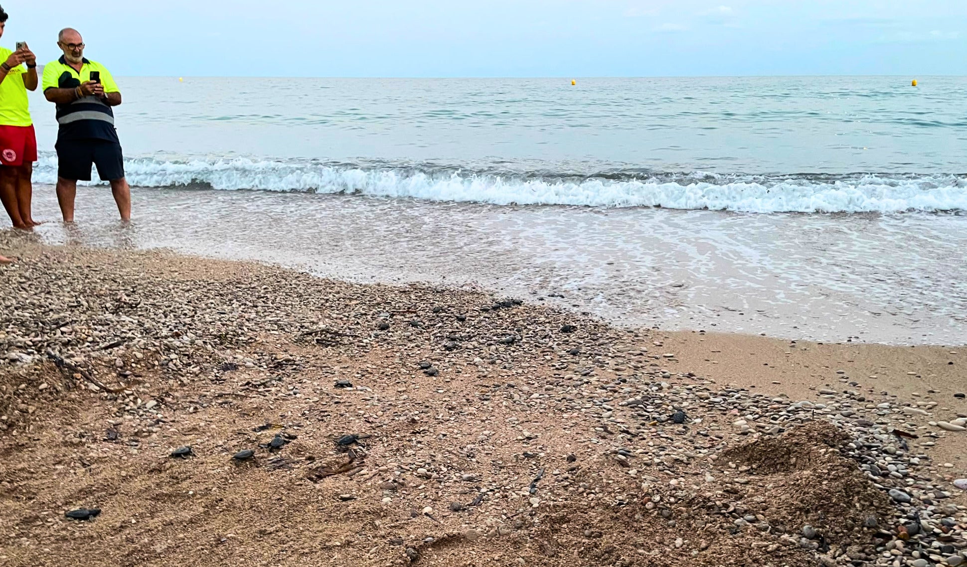 Alrededor de 70 crías de tortuga boba nacen en la playa de El Torres de Villajoyosa Alrededor de 70 crías de tortuga boba nacen en la playa de El Torres de Villajoyosa