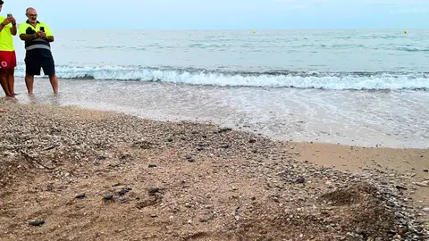 Alrededor de 70 crías de tortuga boba nacen en la playa de El Torres de Villajoyosa Alrededor de 70 crías de tortuga boba nacen en la playa de El Torres de Villajoyosa