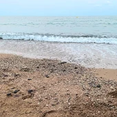 Alrededor de 70 crías de tortuga boba nacen en la playa de El Torres de Villajoyosa Alrededor de 70 crías de tortuga boba nacen en la playa de El Torres de Villajoyosa