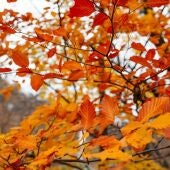 Otoño