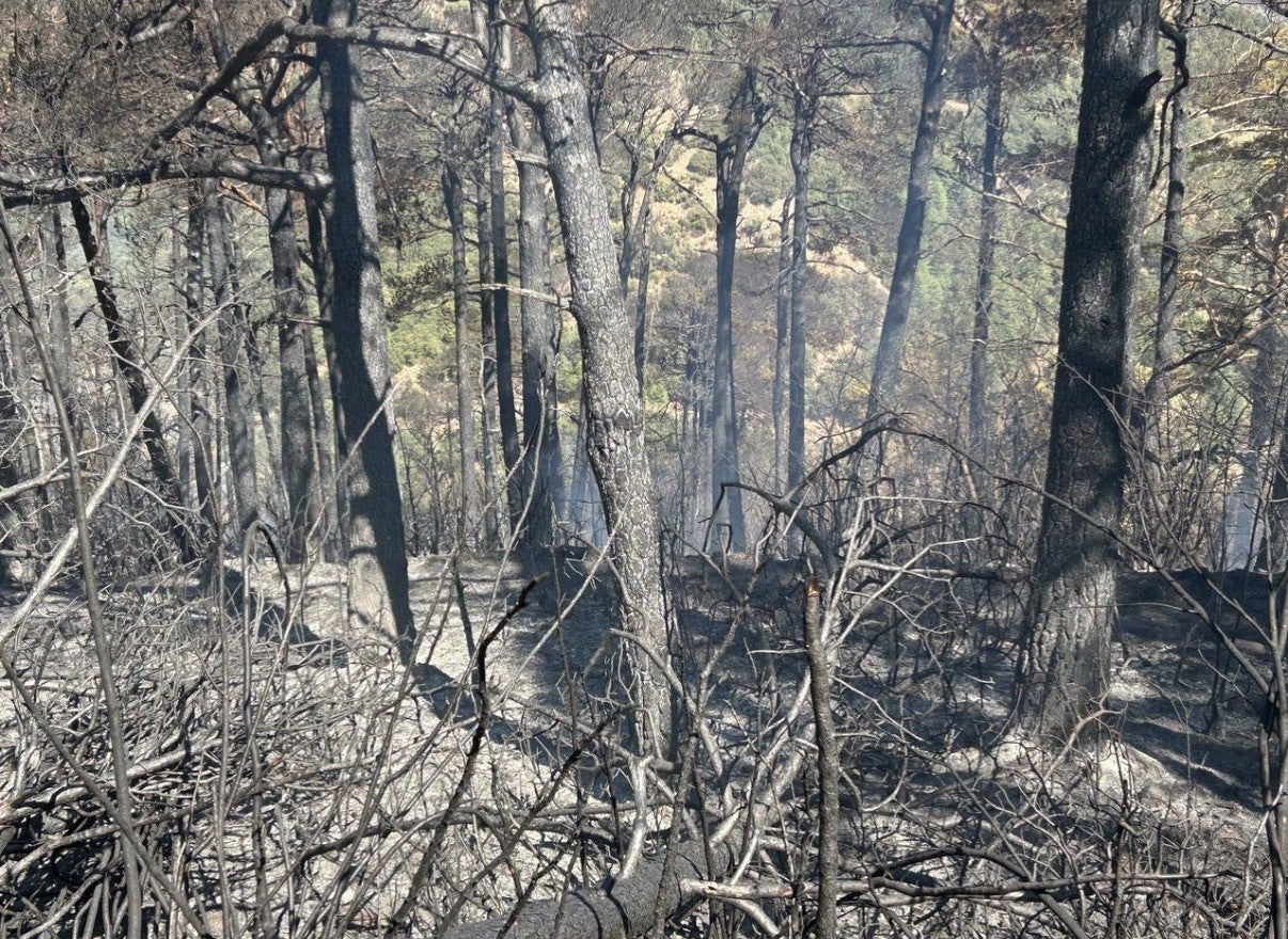 Reclaman ayudas urgentes para los negocios afectados por los incendios Reclaman ayudas urgentes para los negocios afectados por los incendios