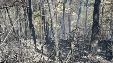 Reclaman ayudas urgentes para los negocios afectados por los incendios Reclaman ayudas urgentes para los negocios afectados por los incendios