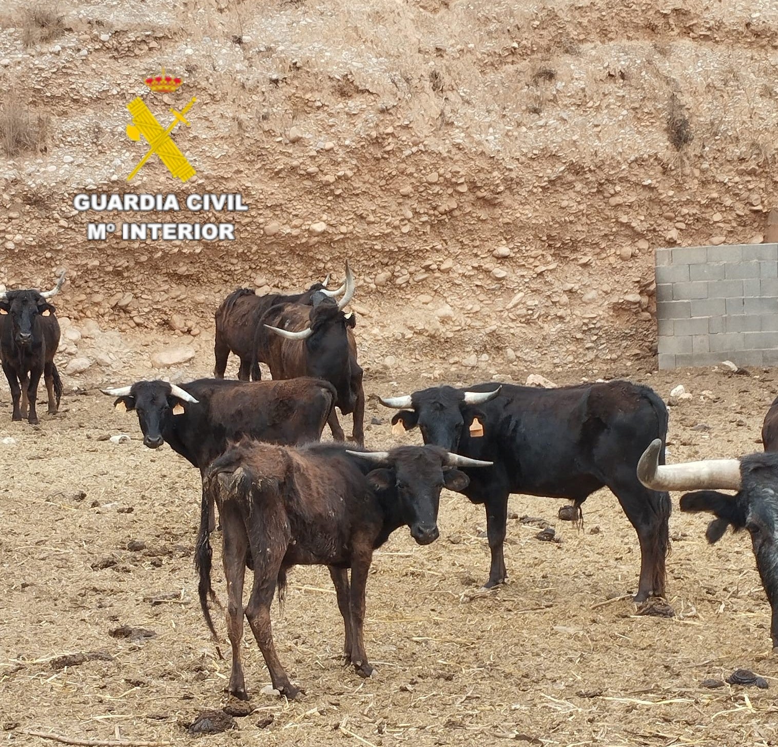 La Guardia Civil detiene a tres hombres por robos en explotaciones agrícolas La Guardia Civil detiene a tres hombres por robos en explotaciones agrícolas