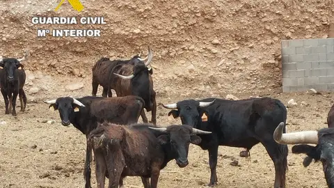 La Guardia Civil detiene a tres hombres por robos en explotaciones agrícolas La Guardia Civil detiene a tres hombres por robos en explotaciones agrícolas
