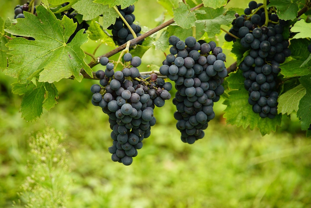 UAGA denuncia la vulnerabilidad del sector vitícola ante la negativa de algunas bodegas a recoger su uva UAGA denuncia la vulnerabilidad del sector vitícola ante la negativa de algunas bodegas a recoger su uva