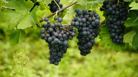 UAGA denuncia la vulnerabilidad del sector vitícola ante la negativa de algunas bodegas a recoger su uva UAGA denuncia la vulnerabilidad del sector vitícola ante la negativa de algunas bodegas a recoger su uva