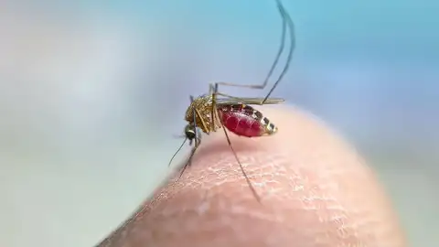 El SES eleva a 23 los casos de fiebre del Nilo Occidental en Extremadura tras confirmar dos nuevos contagios El SES eleva a 23 los casos de fiebre del Nilo Occidental en Extremadura tras confirmar dos nuevos contagios
