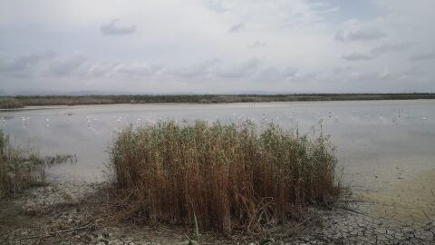 Charca de Levante del Parque Natural El Hondo desecada en una imagen de archivo.