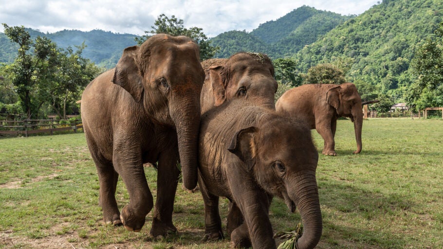 Asian female elephants are seen escorting a baby elephant at the Elephant Nature Park, a rescue and rehabilitation sanctuary for animals/ Europa Press / Nathalie Jamois 