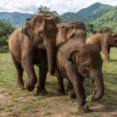 Asian female elephants are seen escorting a baby elephant at the Elephant Nature Park, a rescue and rehabilitation sanctuary for animals/ Europa Press / Nathalie Jamois 