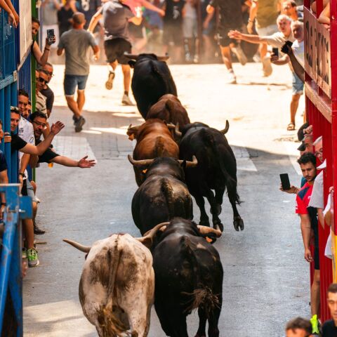 L’Alcora inaugura este sábado su programación taurina con un encierro de seis toros cerriles