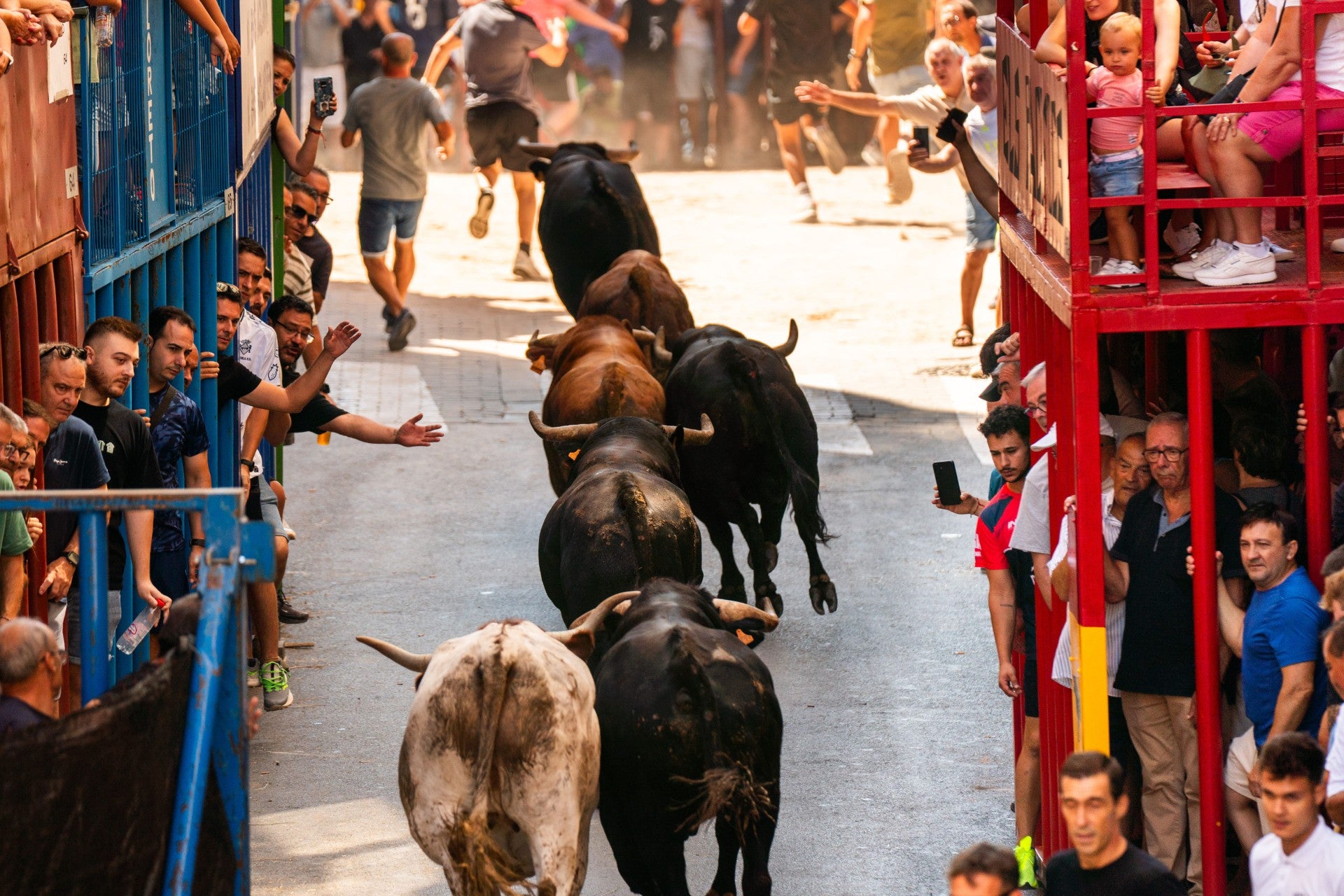 L’Alcora inaugura este sábado su programación taurina con un encierro de seis toros cerriles L’Alcora inaugura este sábado su programación taurina con un encierro de seis toros cerriles