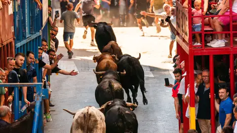 L’Alcora inaugura este sábado su programación taurina con un encierro de seis toros cerriles L’Alcora inaugura este sábado su programación taurina con un encierro de seis toros cerriles
