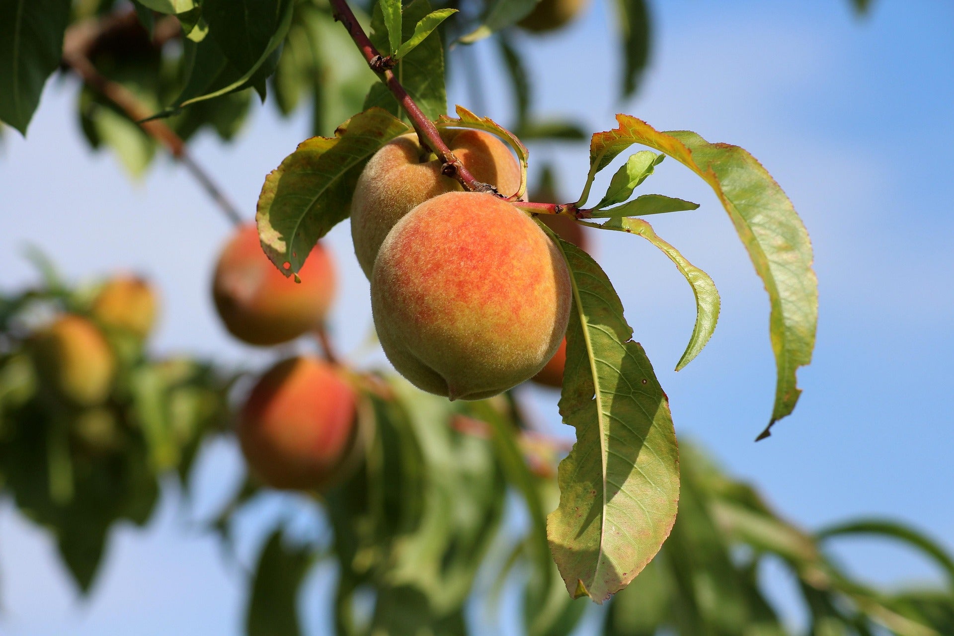 El calor reduce la producción y calibre de la fruta de hueso aragonesa El calor reduce la producción y calibre de la fruta de hueso aragonesa
