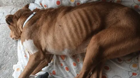 Dos investigados en Cantabria por maltratar a perros Dos investigados en Cantabria por maltratar a perros