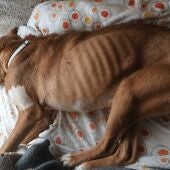 Dos investigados en Cantabria por maltratar a perros
