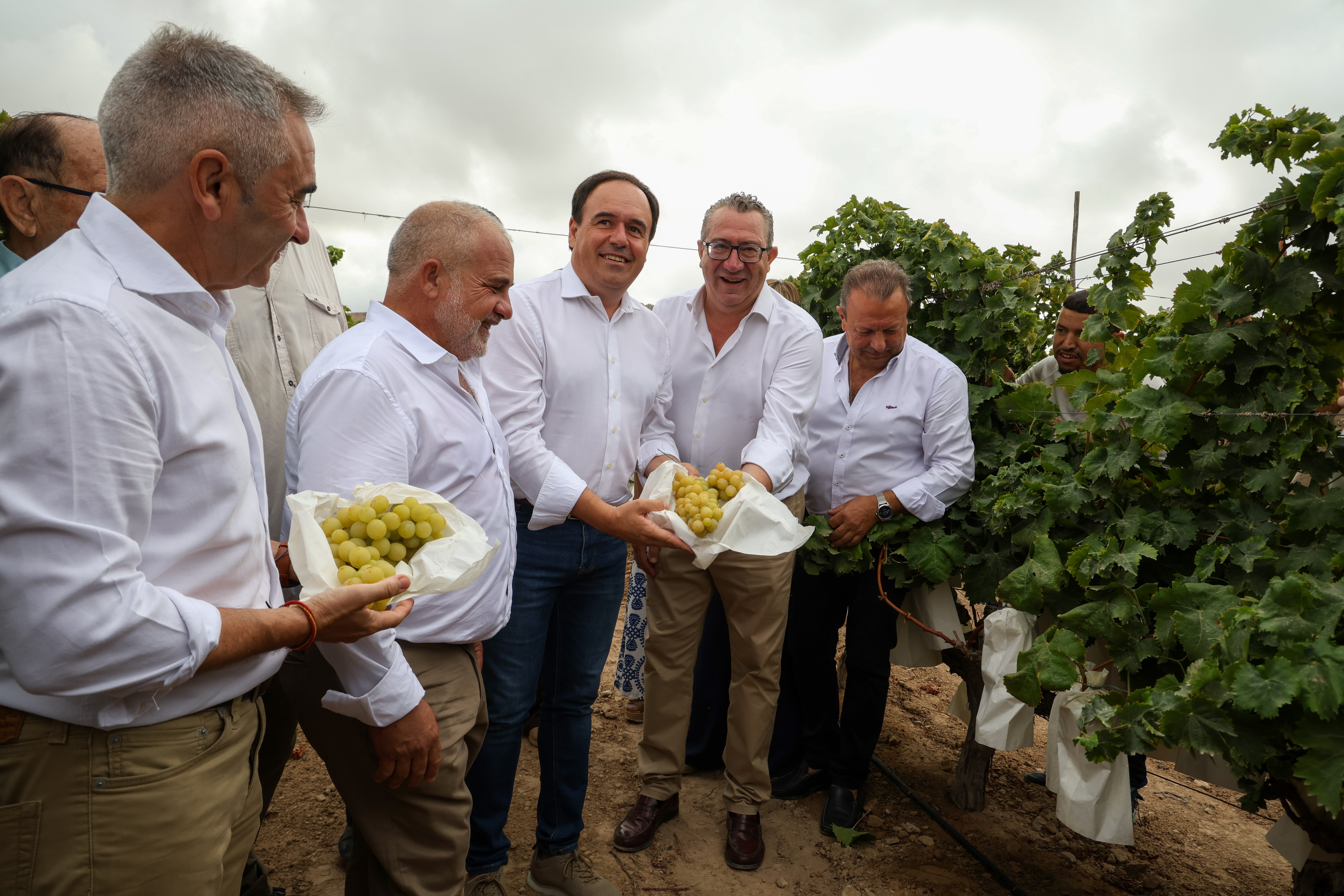 La uva de mesa embolsada del Vinalopó es 'La uva de etiqueta' La uva de mesa embolsada del Vinalopó es 'La uva de etiqueta'