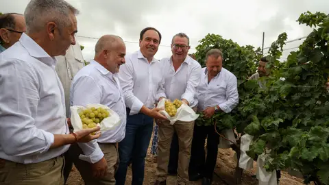 El acto de recogida del primer racimo El acto de recogida del primer racimo