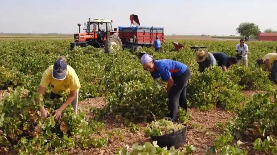 Agricultura fue el único sector donde bajó el paro en Ciudad Real gracias sobre todo a la vendimia Agricultura fue el único sector donde bajó el paro en Ciudad Real gracias sobre todo a la vendimia
