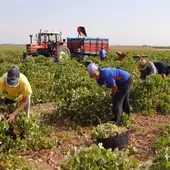Agricultura fue el único sector donde bajó el paro en Ciudad Real gracias sobre todo a la vendimia Agricultura fue el único sector donde bajó el paro en Ciudad Real gracias sobre todo a la vendimia