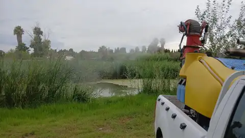 La Diputación mantiene bajo control las poblaciones de mosquitos este verano en Castelló La Diputación mantiene bajo control las poblaciones de mosquitos este verano en Castelló